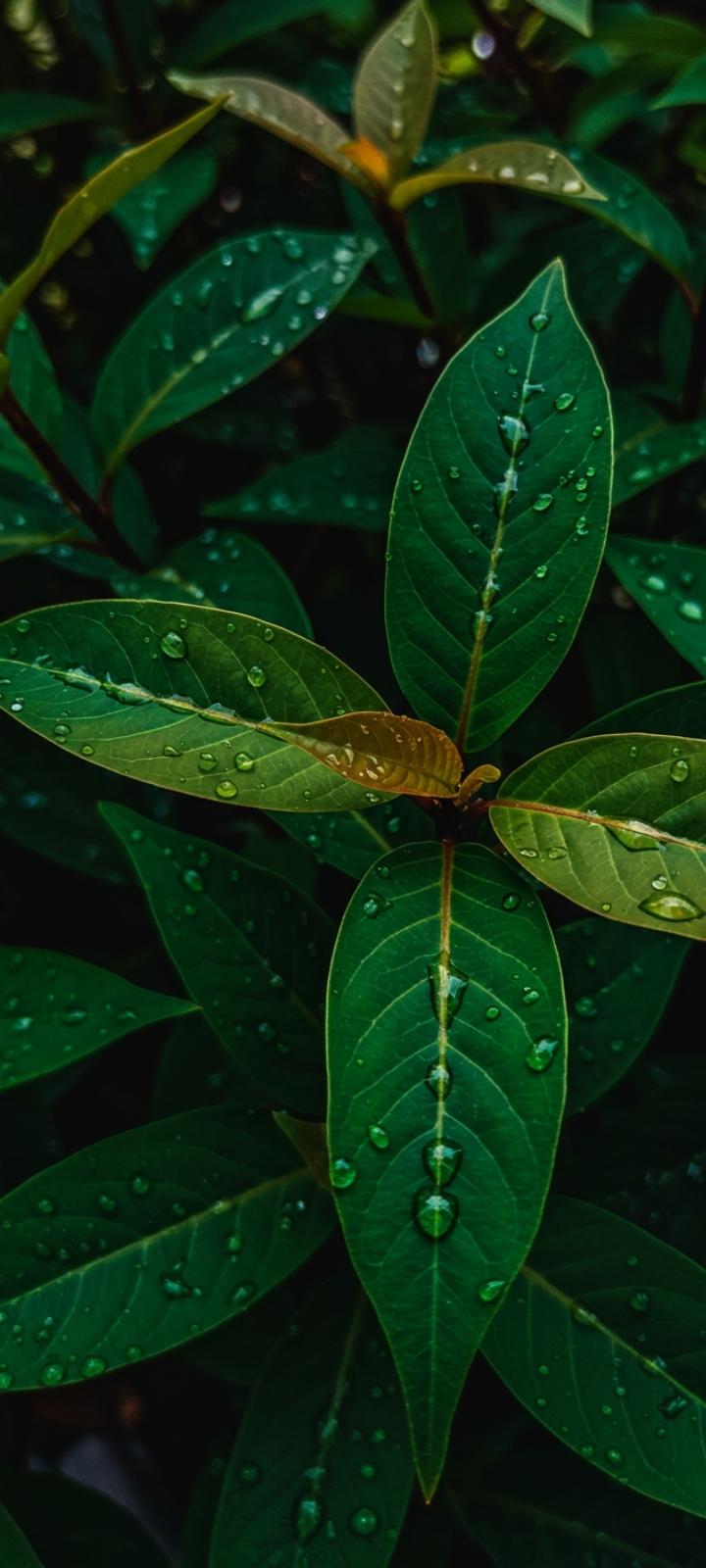 Nature DP showing vibrant Indian monsoon greenery.