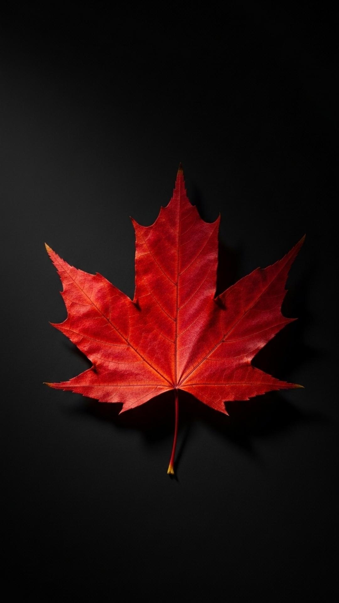 An aesthetic black DP of a single red leaf against a matte black background, showcasing dramatic contrast and hyper-realistic detail.