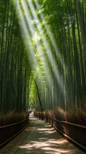 Peaceful bamboo forest path DP for WhatsApp, with sunlight filtering through tall green bamboo. A serene green nature profile picture.