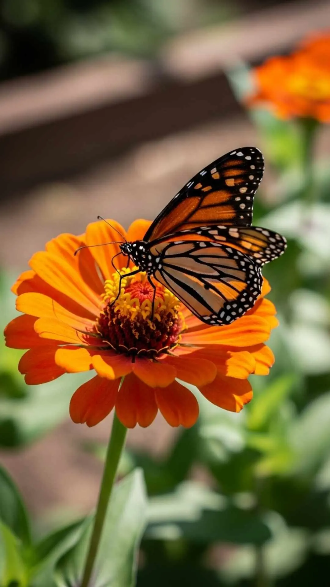 Colorful butterfly on a flower DP for WhatsApp, highlighting intricate wing patterns and fresh petals. A delicate insect nature profile pic.