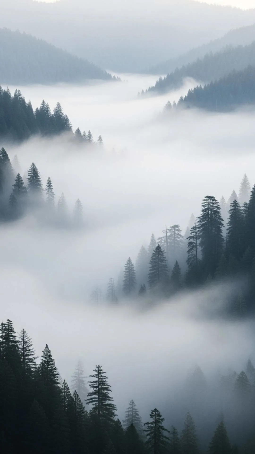 Ethereal misty valley DP for WhatsApp, with a thick morning fog enveloping the landscape. A mysterious foggy nature profile picture.