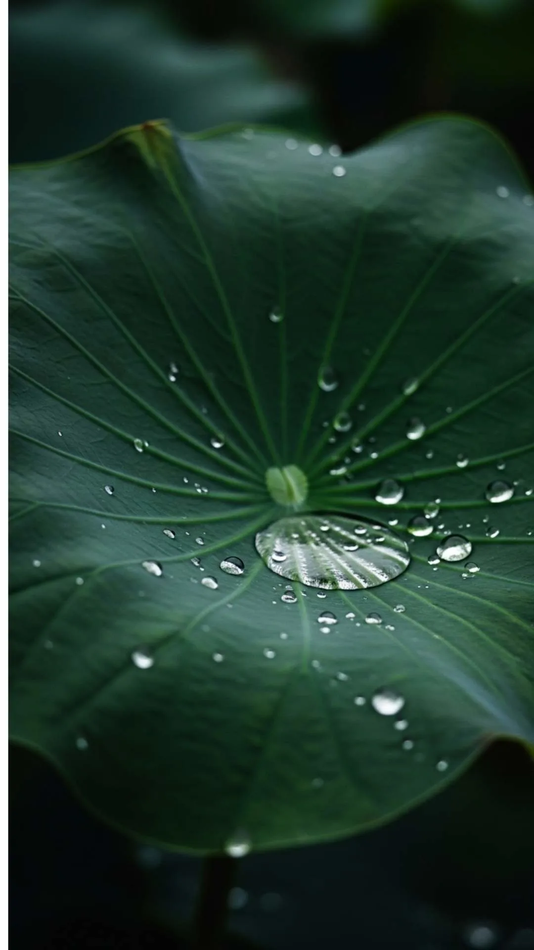 Raindrops on lotus leaf DP, dark green, peaceful melancholy, contemplative mood, nature sad aesthetic, Indian floral.