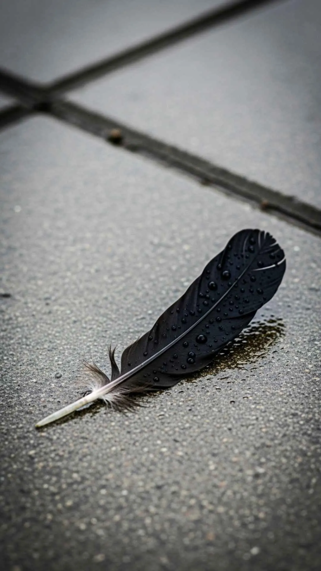 A single black feather on wet pavement, a unique and symbolic sad profile picture