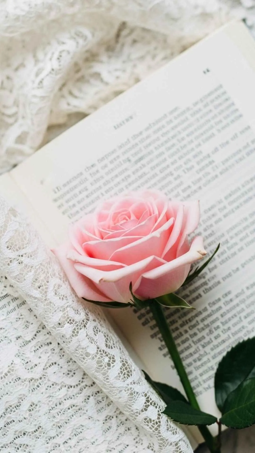An aesthetic 4K HD pink rose DP for girls, showing a soft pink rose on white lace, symbolizing feminine grace and style. A cute and stylish WhatsApp profile picture