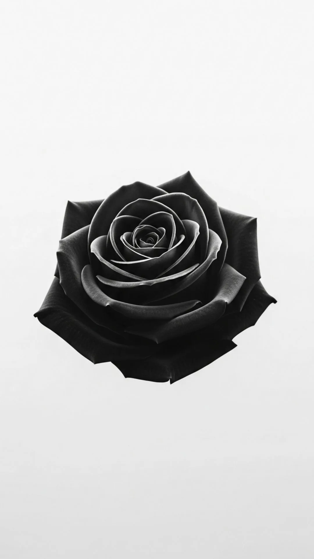 A minimalist 4K HD black rose DP, sleek and elegant, symbolizing individuality, unique style, and quiet rebellion. An aesthetic black rose image for a modern profile