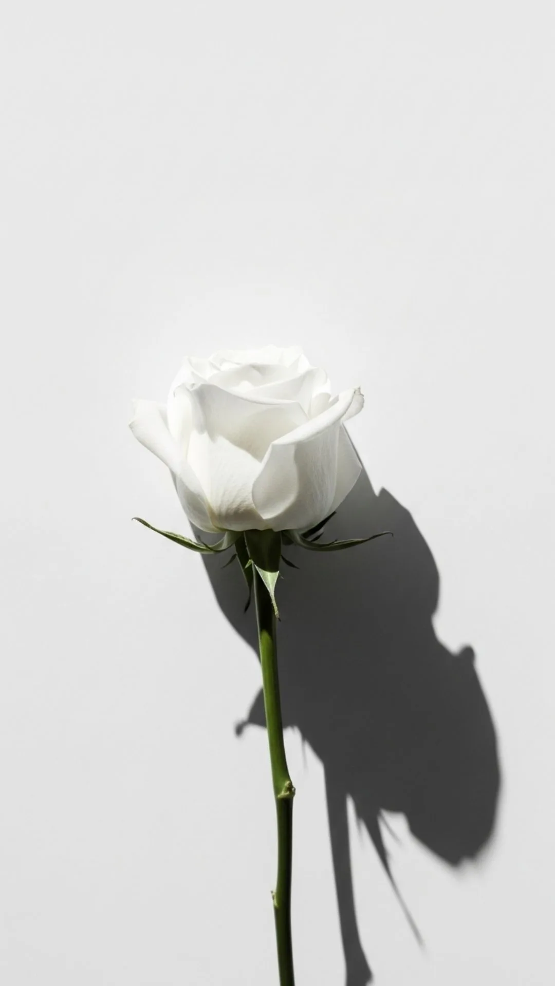 A minimalist 4K HD white rose DP with elegant shadow, symbolizing clarity, simplicity, and modern purity. An aesthetic white rose image for a stylish profile