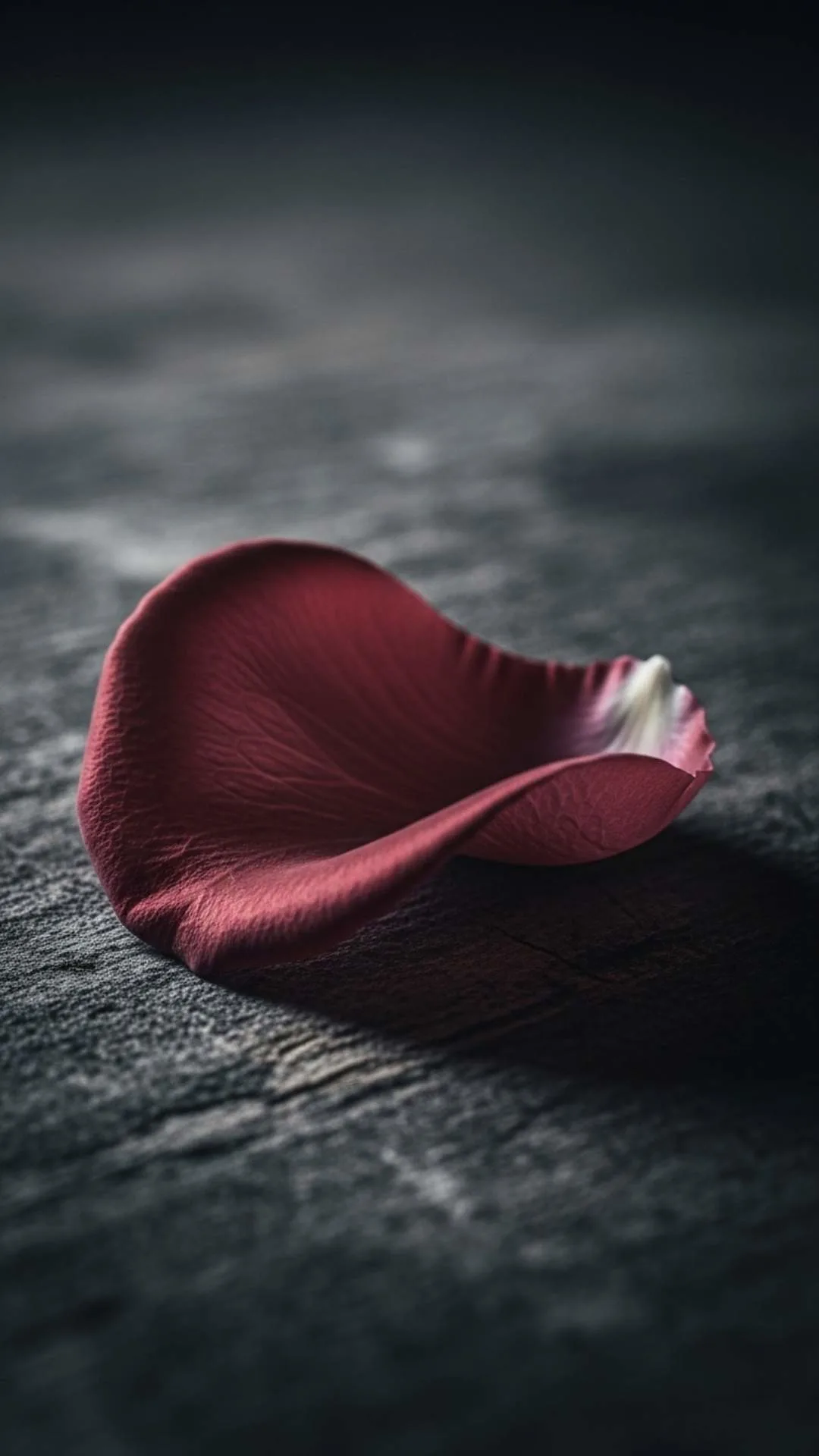 A moody 4K HD aesthetic rose petal DP, artistic and contemplative, with dramatic lighting. A unique rose image for a sophisticated Instagram or WhatsApp DP