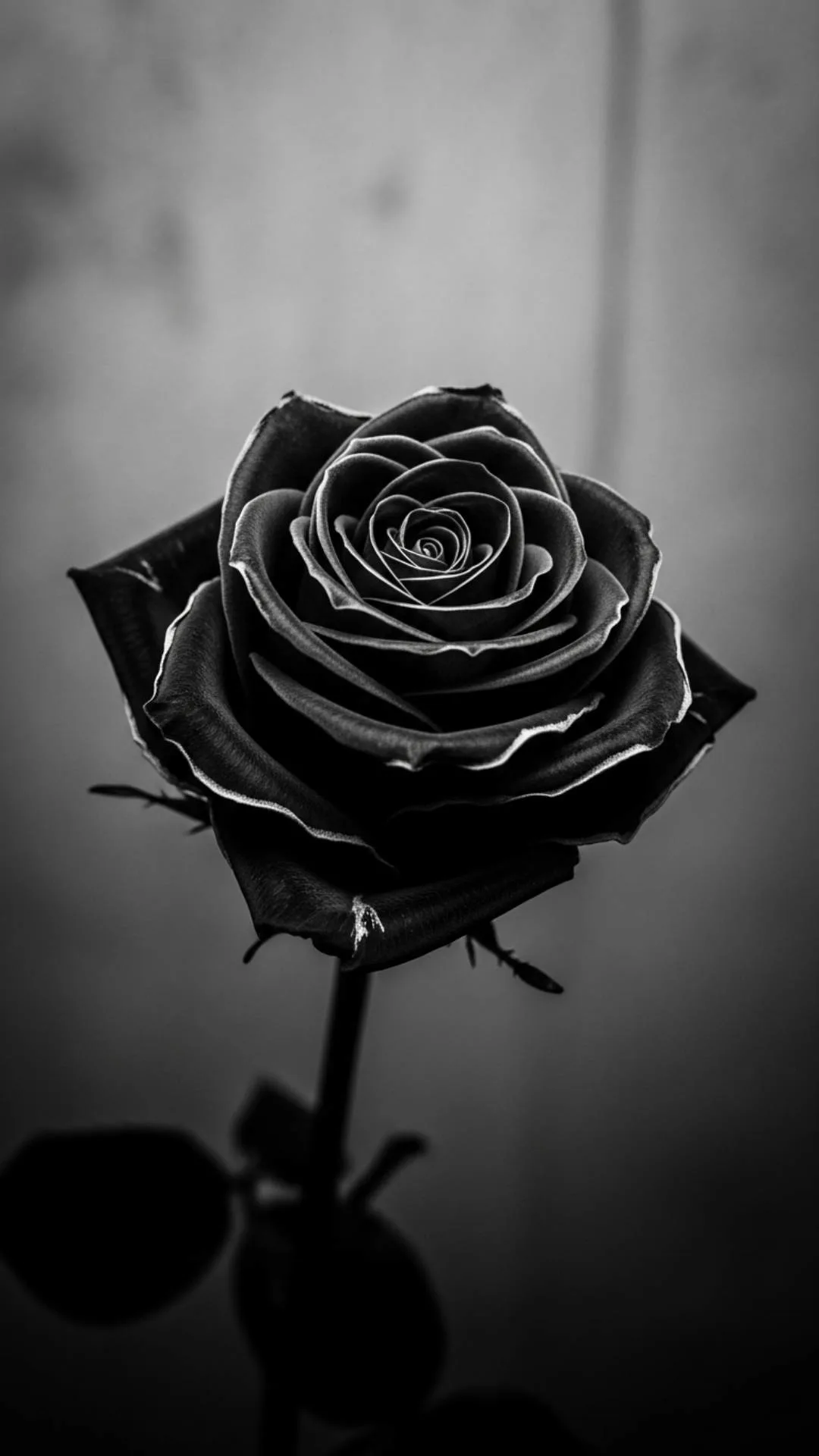 A stunning 4K HD black rose DP with dewdrops, symbolizing mystery, sadness, and beautiful melancholy. Perfect for a sad WhatsApp or aesthetic profile picture.