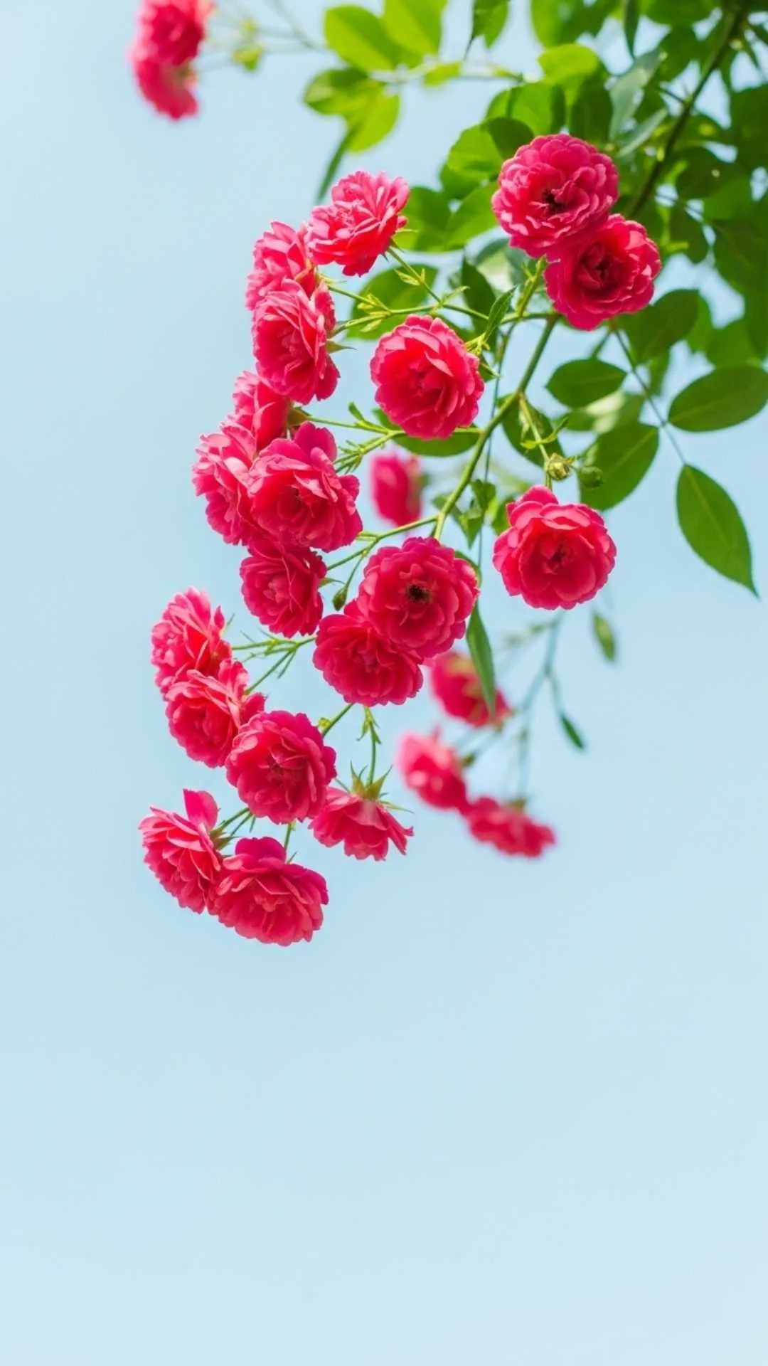 A playful and cute 4K HD pink rose DP, featuring a cheerful spray of small pink roses against a bright background, perfect for a light and lovely profile