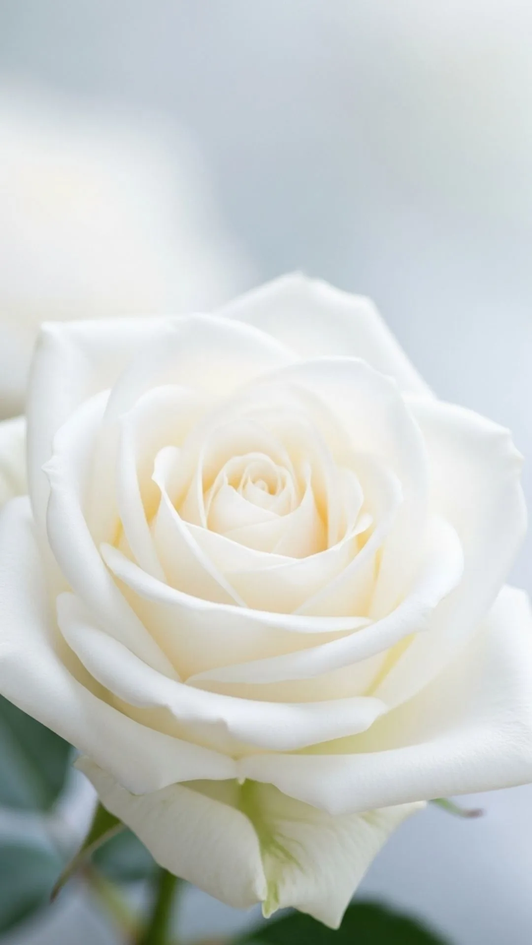 A serene 4K HD white rose DP in full bloom, symbolizing peace, tranquility, and purity. An elegant white rose image for a calm WhatsApp or Facebook DP