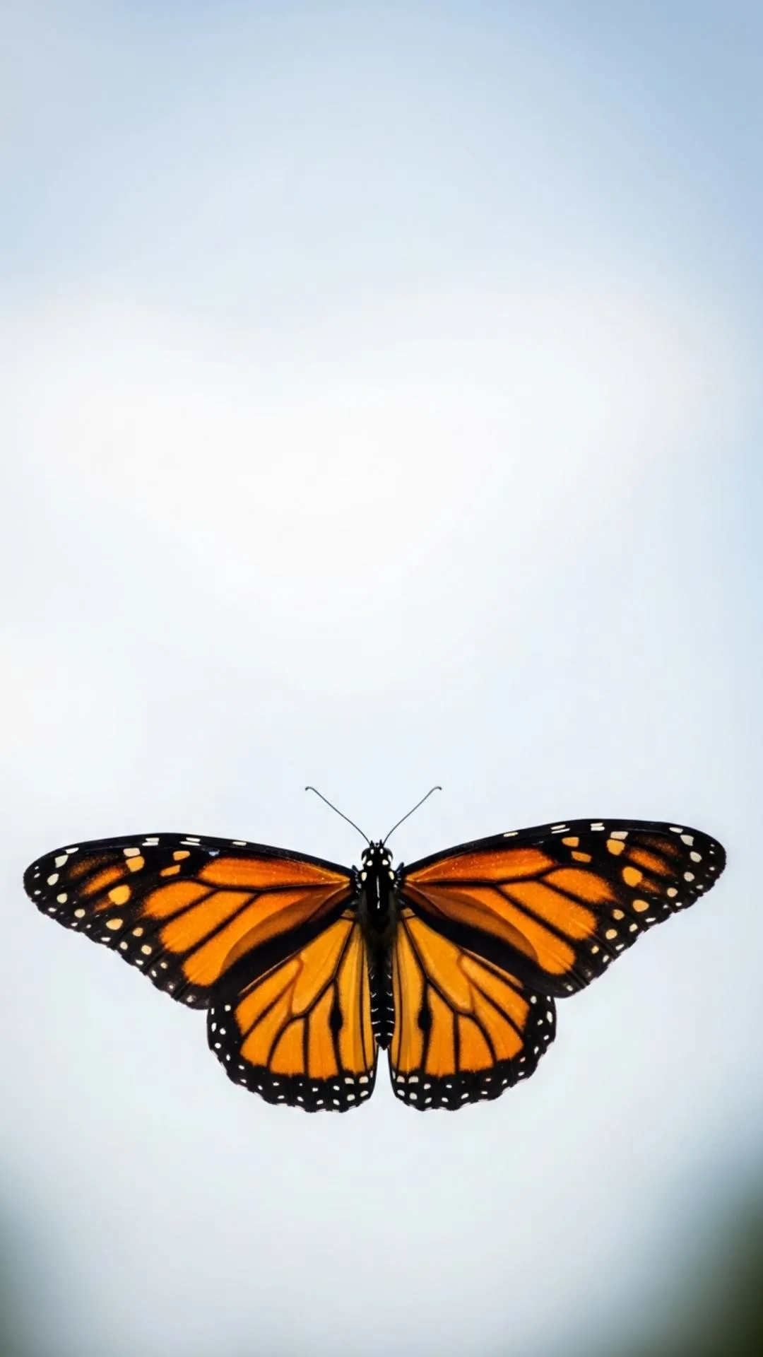 A striking black butterfly image for DP, perfect for a mysterious or powerful WhatsApp profile. This HD download shows an elegant butterfly on a dark background, a cool DP idea for boys and girls from our 4K collection