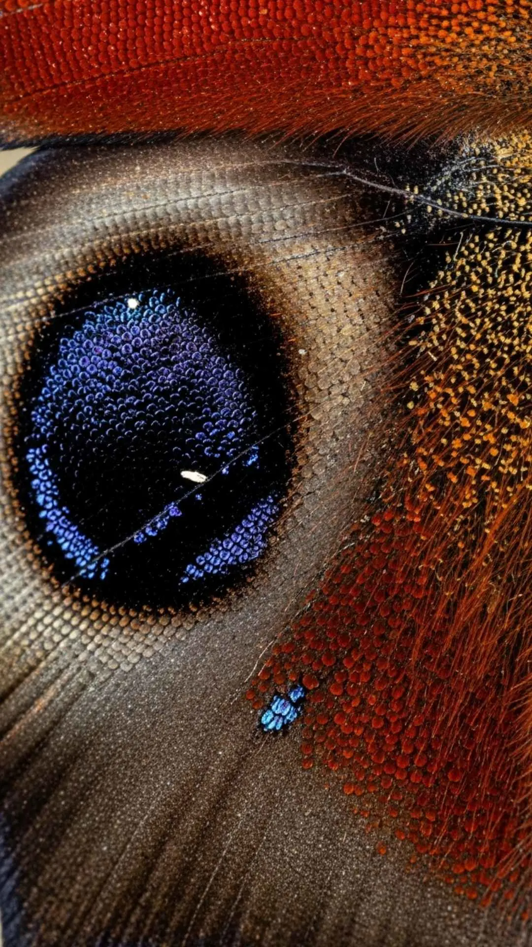 A high-resolution macro butterfly DP, showing the intricate, beautiful patterns of a Peacock butterfly's wing. This true-to-life 4K photo is a free HD download for a detailed nature DP. See more in our Nature DP Images collection.