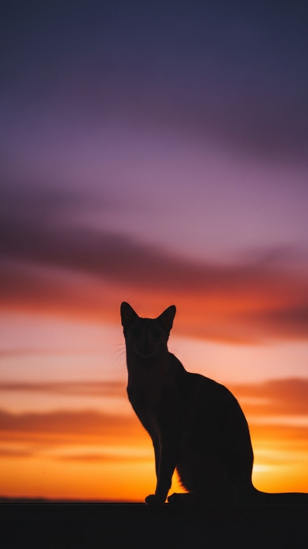 An aesthetic cat silhouette sitting against a vibrant golden hour sunset, symbolizing tranquility and peace for deep thinkers. This cinematic high-definition background serves as a calming phone wallpaper or an artistic Instagram story for users who love nature and serenity.