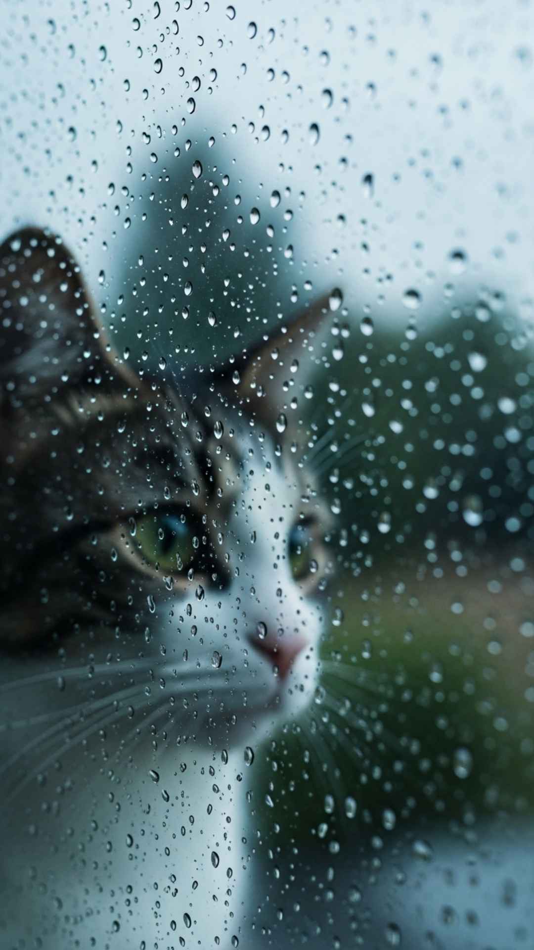 A chill cat watching rain droplets on a window pane, evoking a sense of deep thought and introspection. This moody, aesthetic image is optimized for users searching for "sad chill cat DP" or atmospheric photography for their Instagram Feed or Pinterest boards.